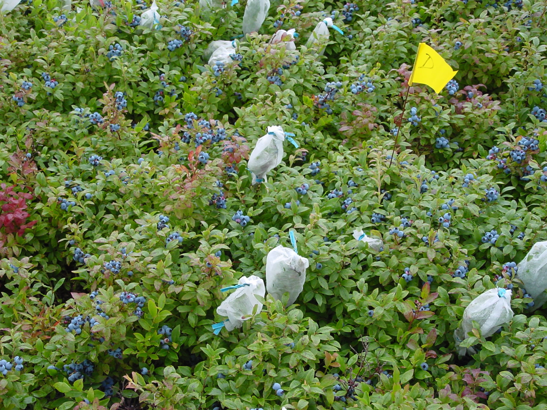 Experiments to the Wild Blueberry Network Information Centre